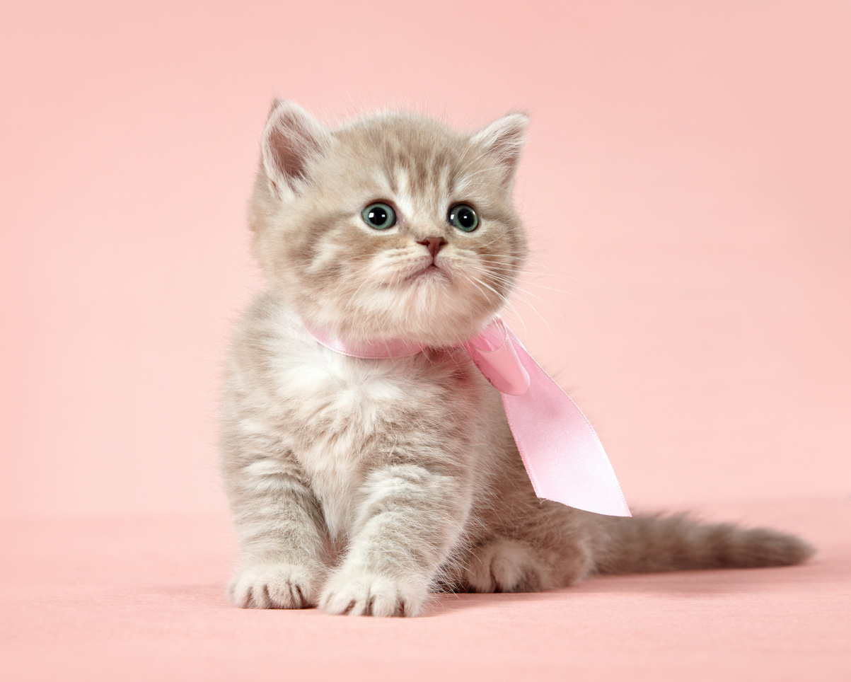 british shorthair kitten